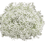 boule de fleurs gypsophile blanche vue de face
