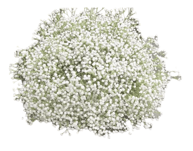 boule de fleurs gypsophile blanche vue de face